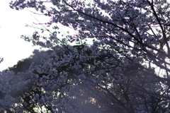 夕暮れ花見