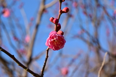 冠梅園