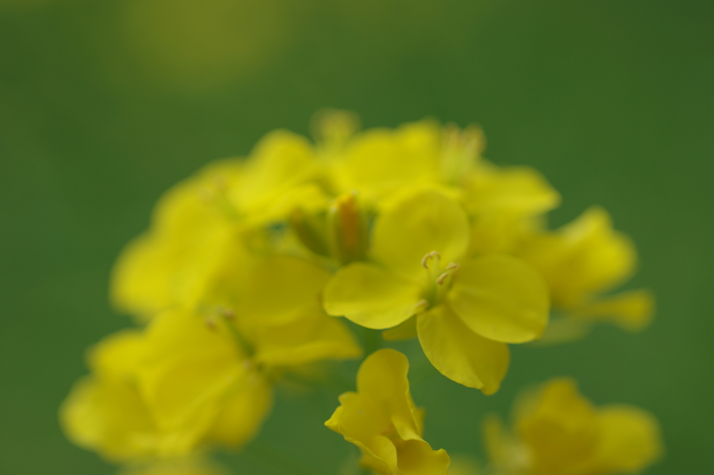 子供を抱えながらの花見