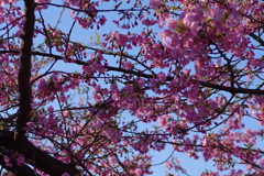 河津桜2020