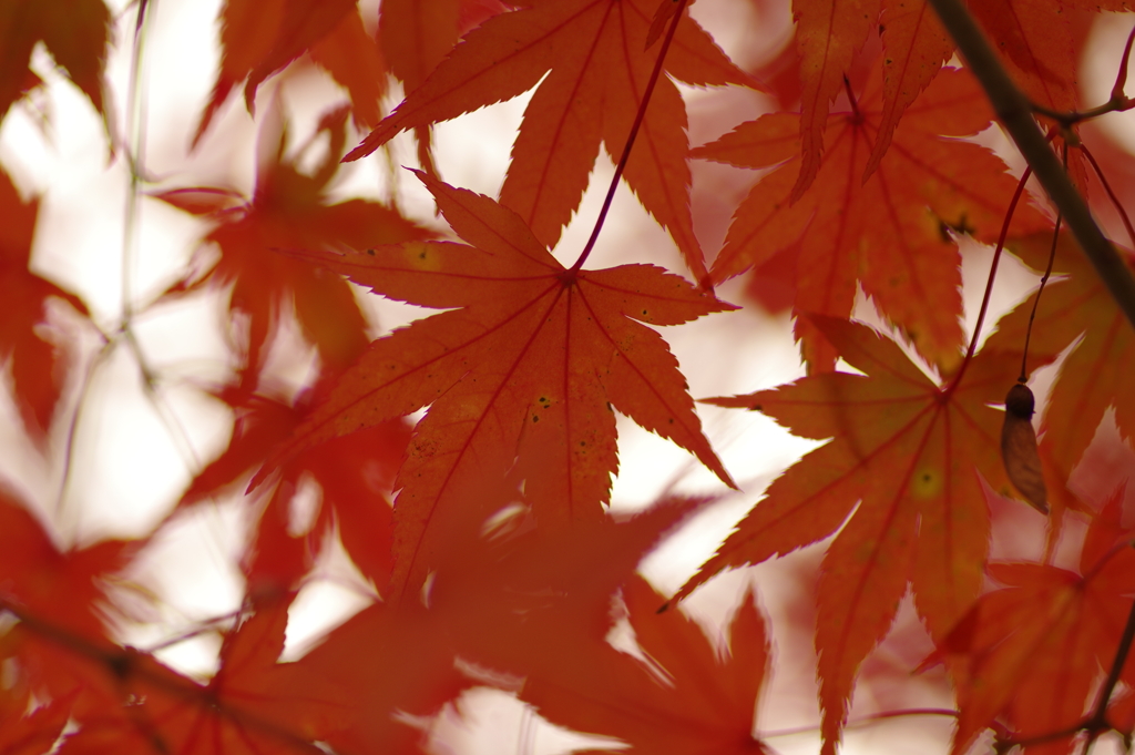 紅葉狩り２０２１