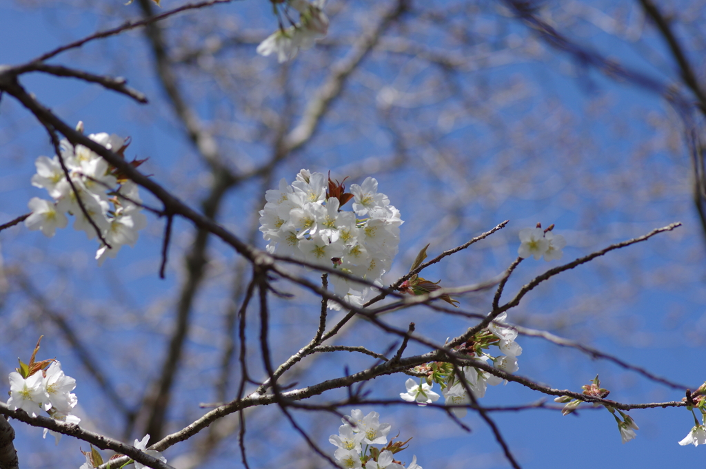 いつもの花見スポットで
