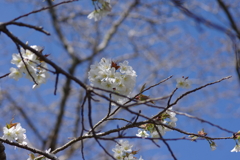 いつもの花見スポットで