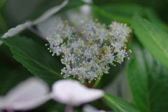 庭紫陽花