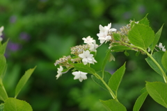 今更紫陽花