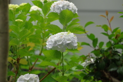 実家庭の紫陽花