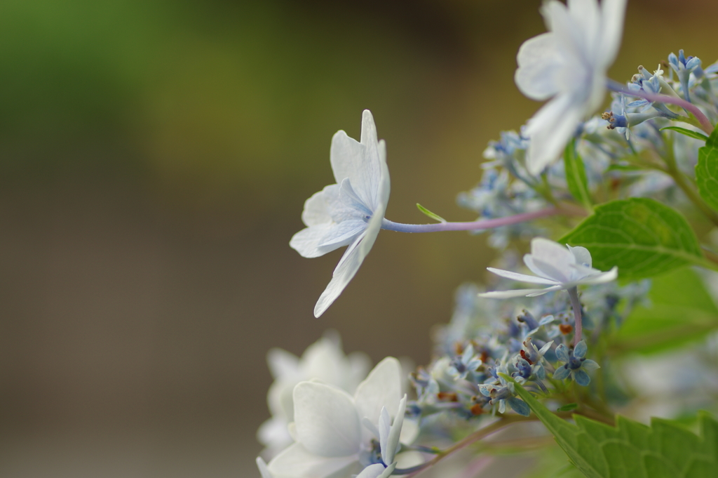 梅雨と紫陽花