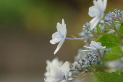 梅雨と紫陽花