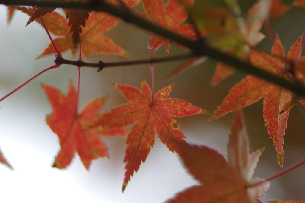 きれいな紅葉とはならず