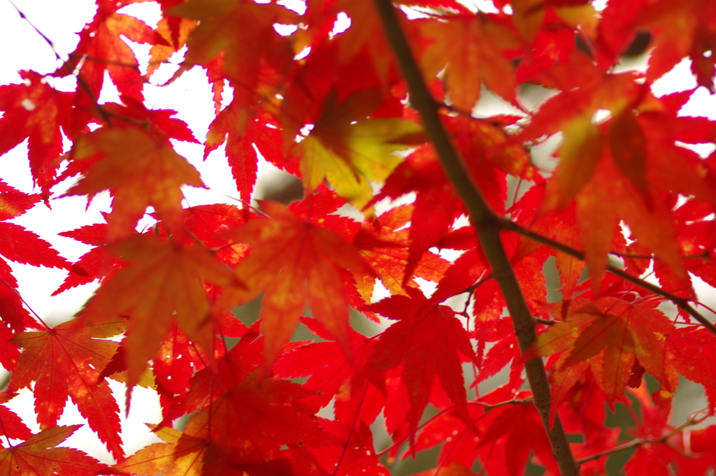 紅葉狩り２０２１