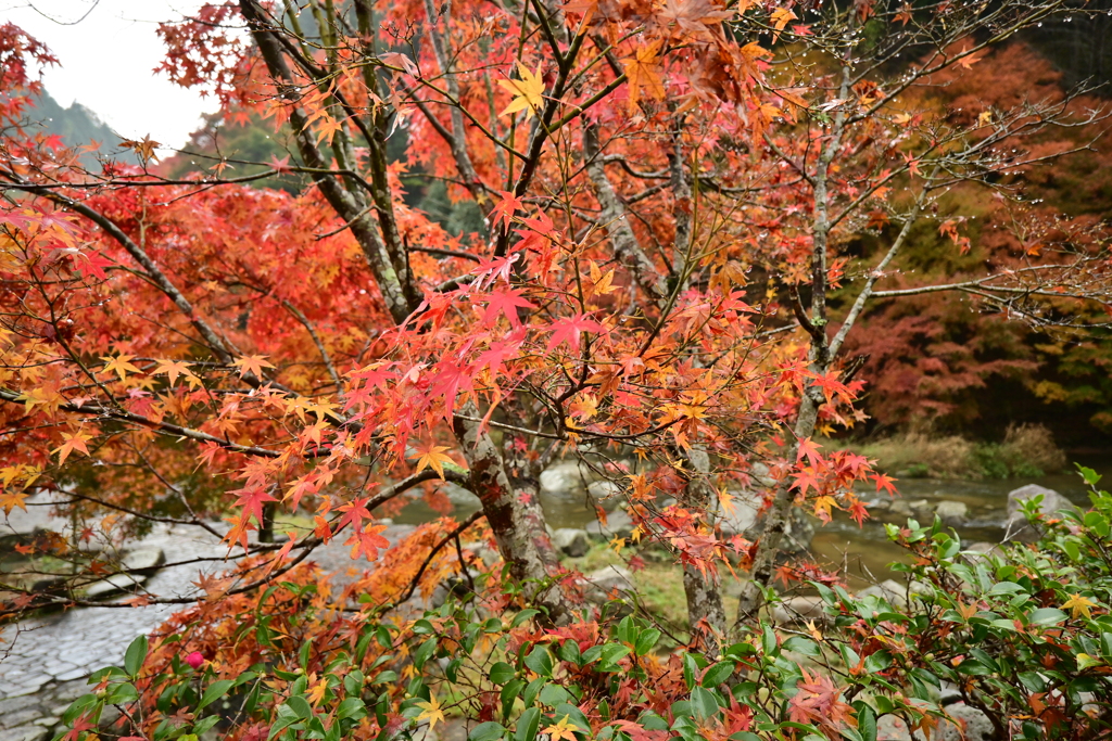 夫婦で紅葉狩り