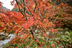 夫婦で紅葉狩り