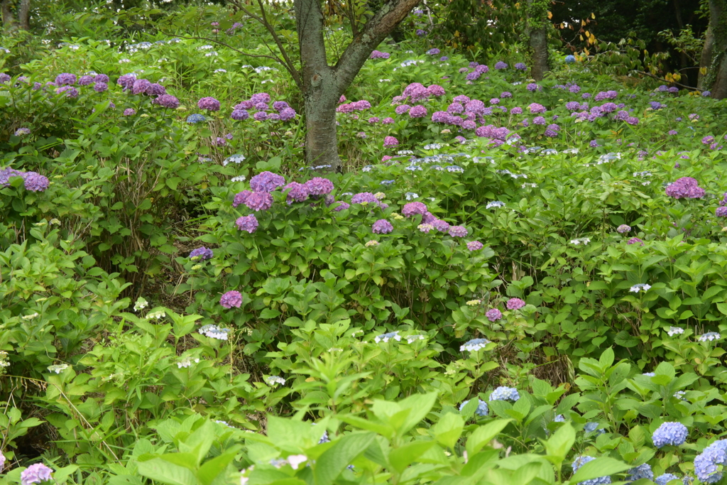 一眼持ってあじさい園へ