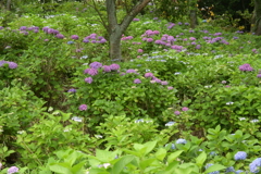 一眼持ってあじさい園へ
