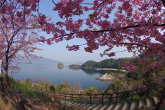 河津桜ゲート