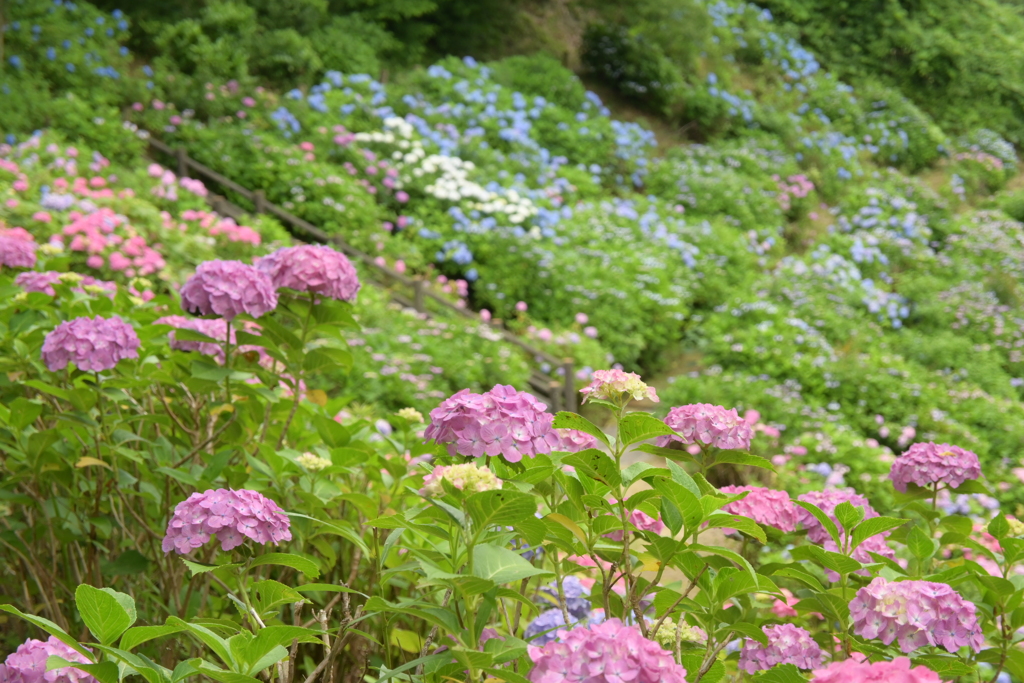 一眼持ってあじさい園へ