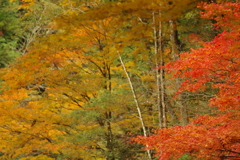 紅葉狩り２０２１