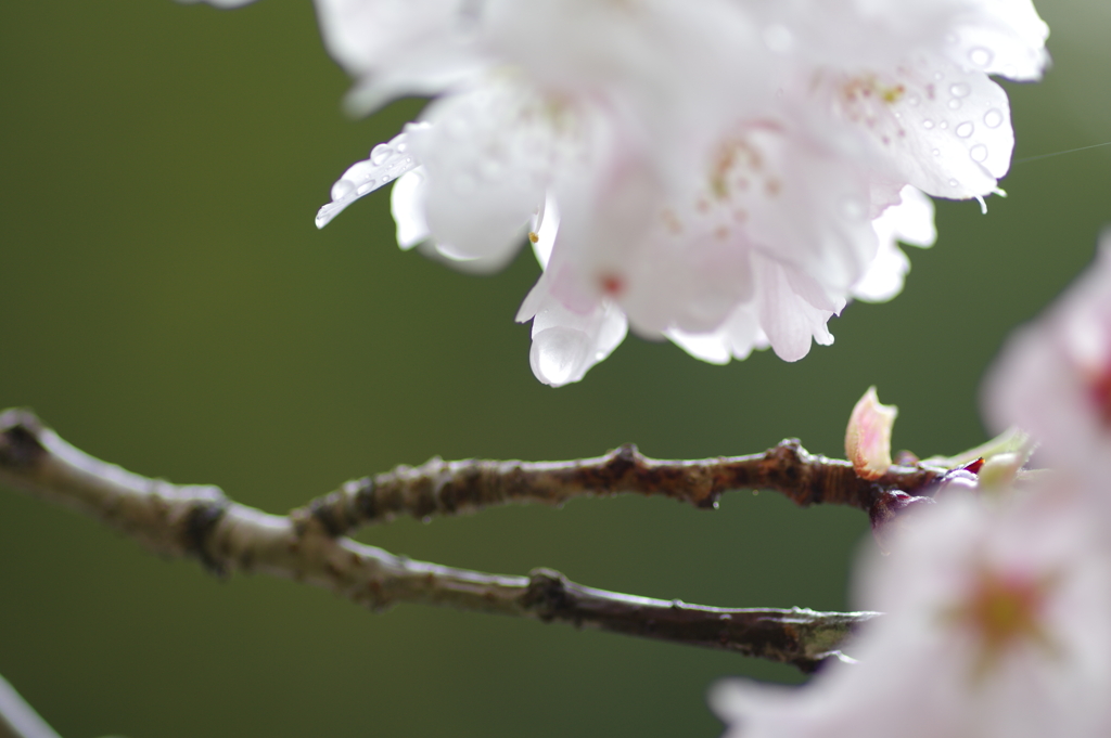 雨上がり一人でお花見