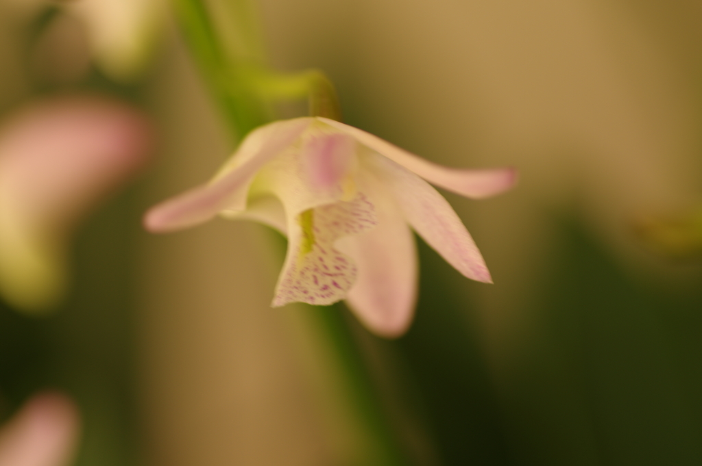 デンドロビウム・キンギアナム