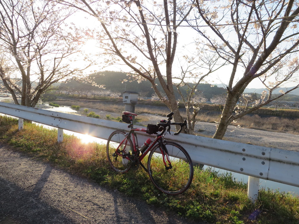 お花見サイクリング