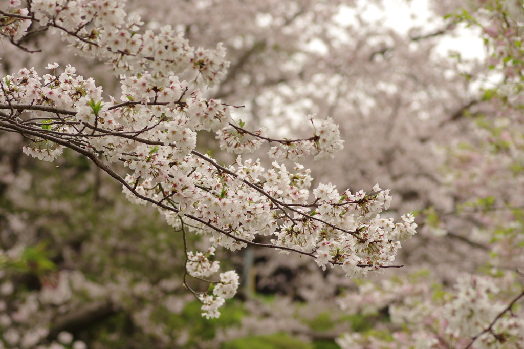 雨上がりお花見2021