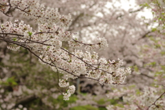 雨上がりお花見2021