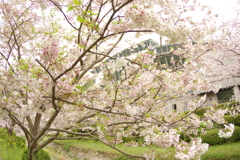 雨上がりお花見2021