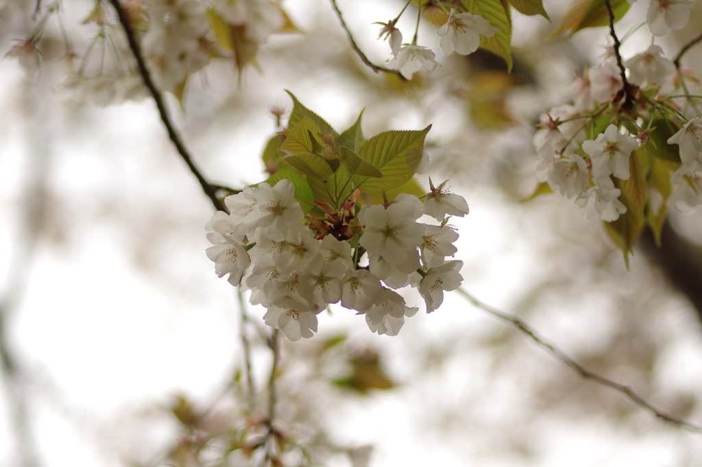 雨上がりお花見2021