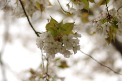 雨上がりお花見2021