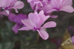 シクラメン