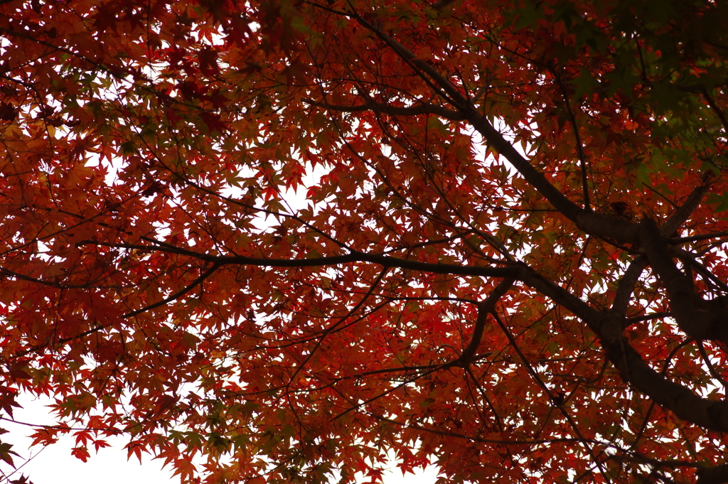 紅葉狩り２０２１