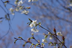 いつもの花見スポットで