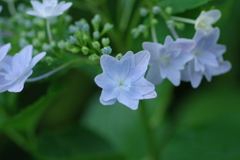 庭紫陽花