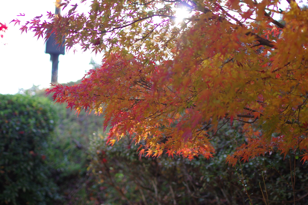 伊藤公記念公園の紅葉