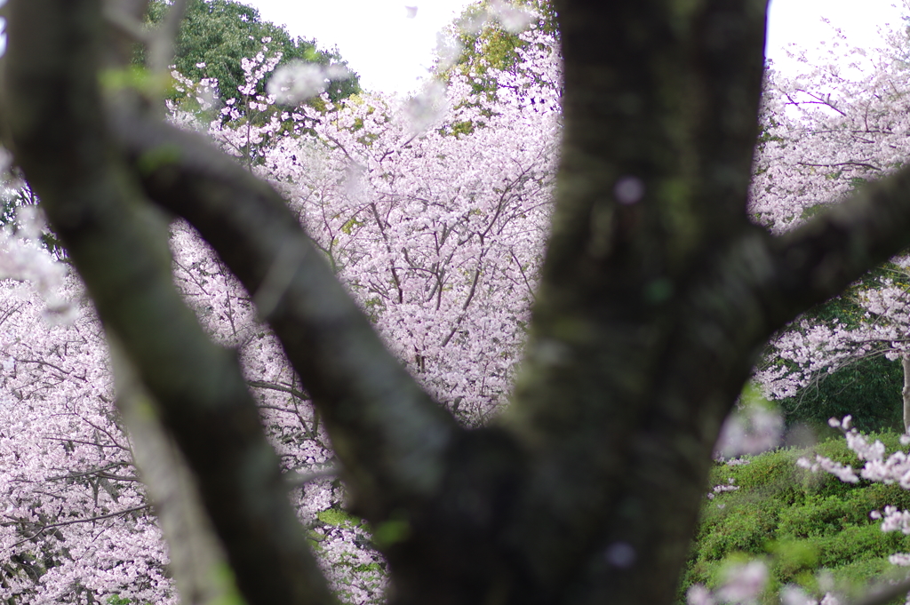 桜の木から桜を覗く