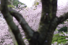 桜の木から桜を覗く