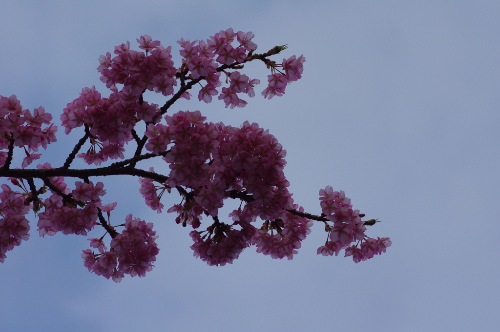 家族で河津桜