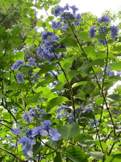 果子乃季 あじさい園 別感性から