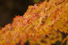 寂地峡２０１７