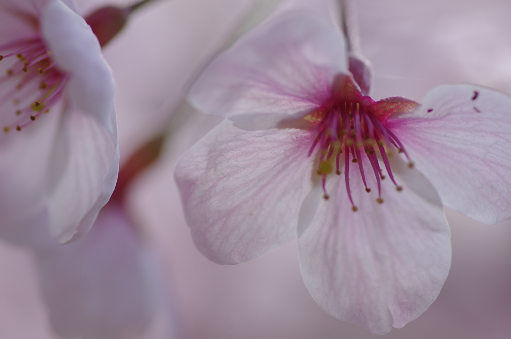サクラサク別日