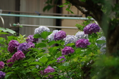 雨に映える花
