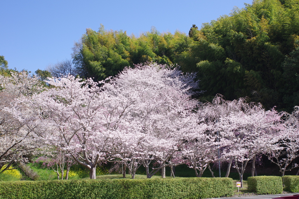 朝の花見