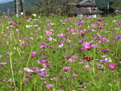 コンデジでカメラ練習中