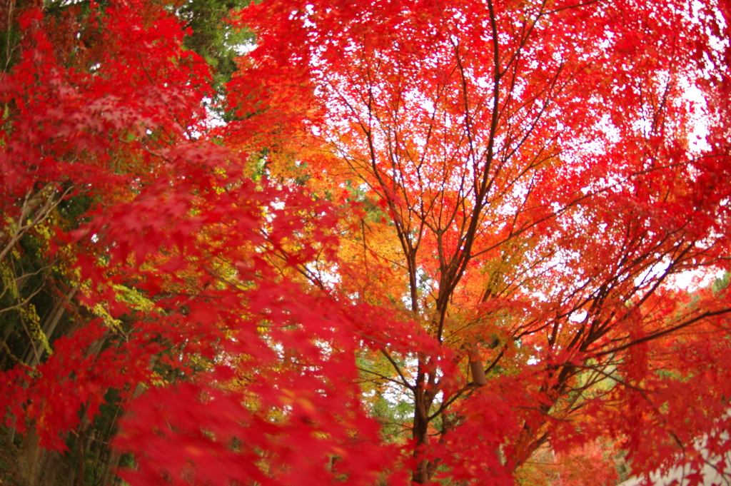 紅葉狩り２０２１