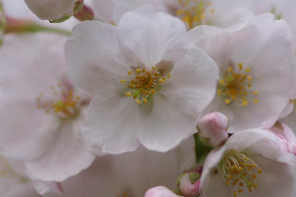 続花見は写真で