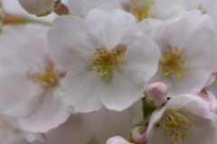 続花見は写真で