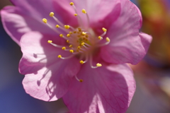 河津桜2020