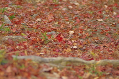 カメラ２台を抱えて紅葉終わり