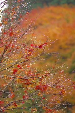 夫婦で紅葉狩り