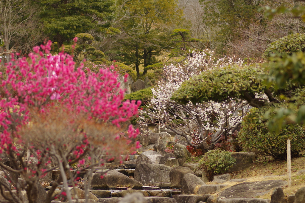 冠梅園